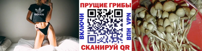 нарко площадка состав Жердевка Галлюциногенные грибы MAGIC MUSHROOMS